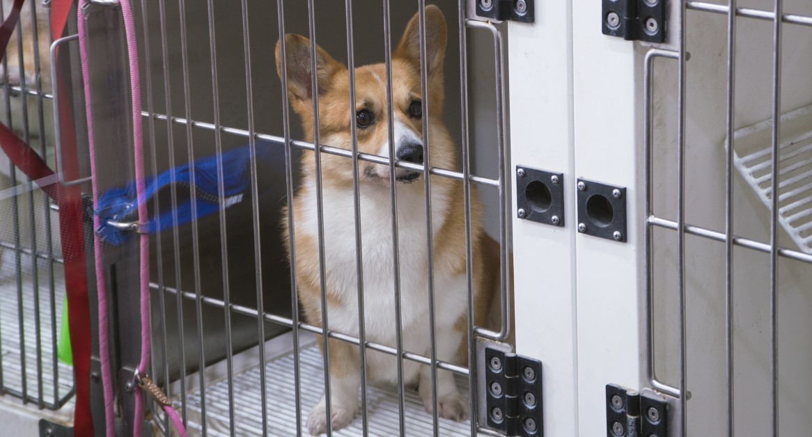 Dog Kennel or Pet Boarding: Which is Best for Your Pet?